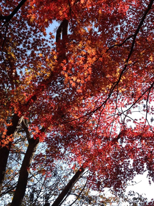 Feuilles d