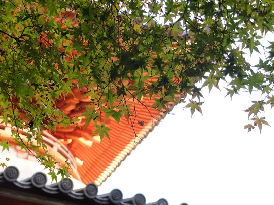 Feuilles d