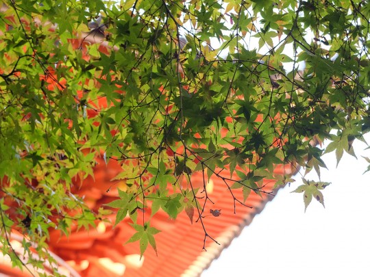 Feuilles d