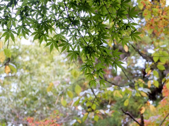 Feuilles d