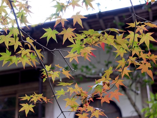 Feuilles d