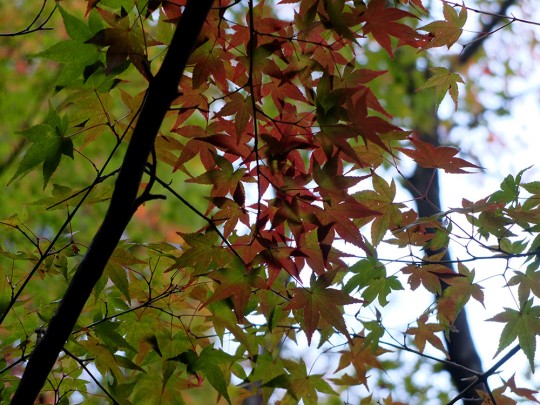 Feuilles d