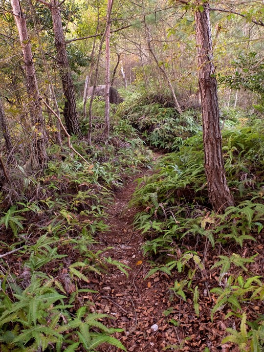 Forêt et fougères à Mitaki