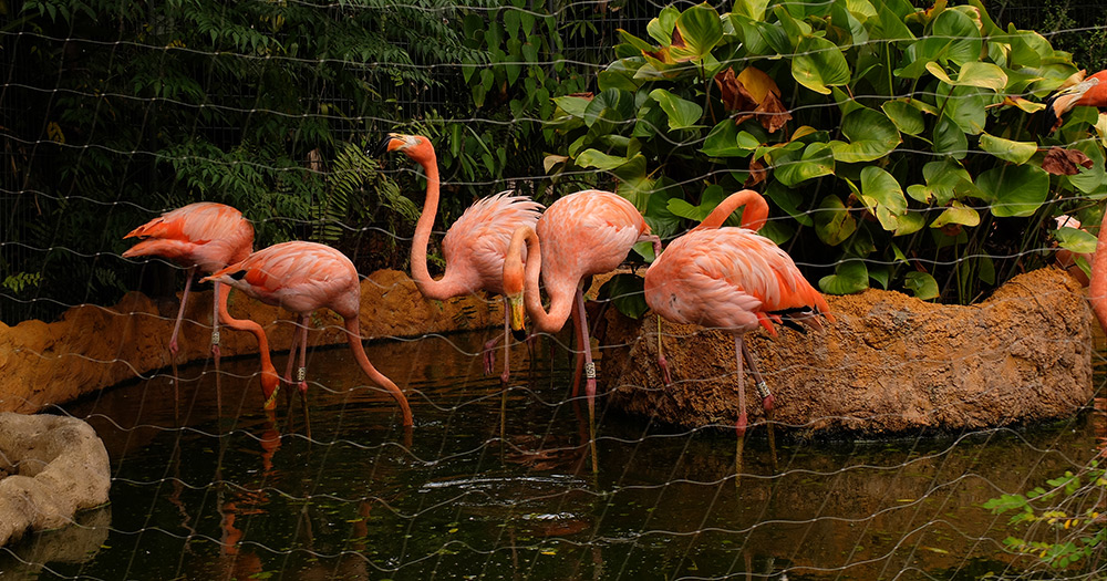 flamants roses, zoo de Singapour