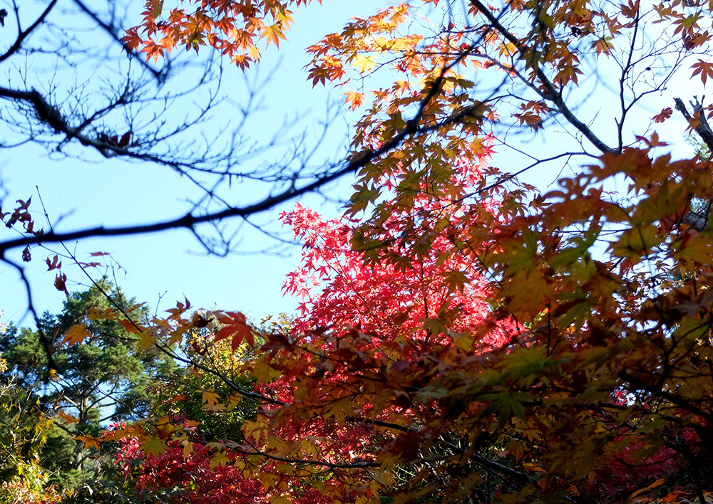 feuilles d'érable, Daisho-in, Miyajima