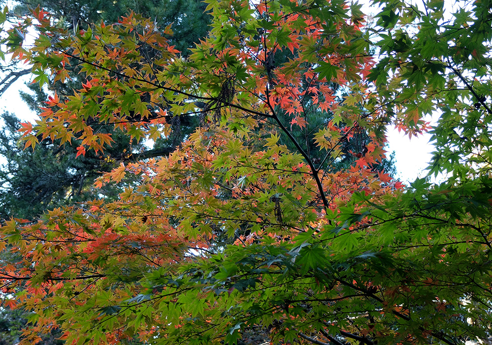Parc Momijidani, Miyajima