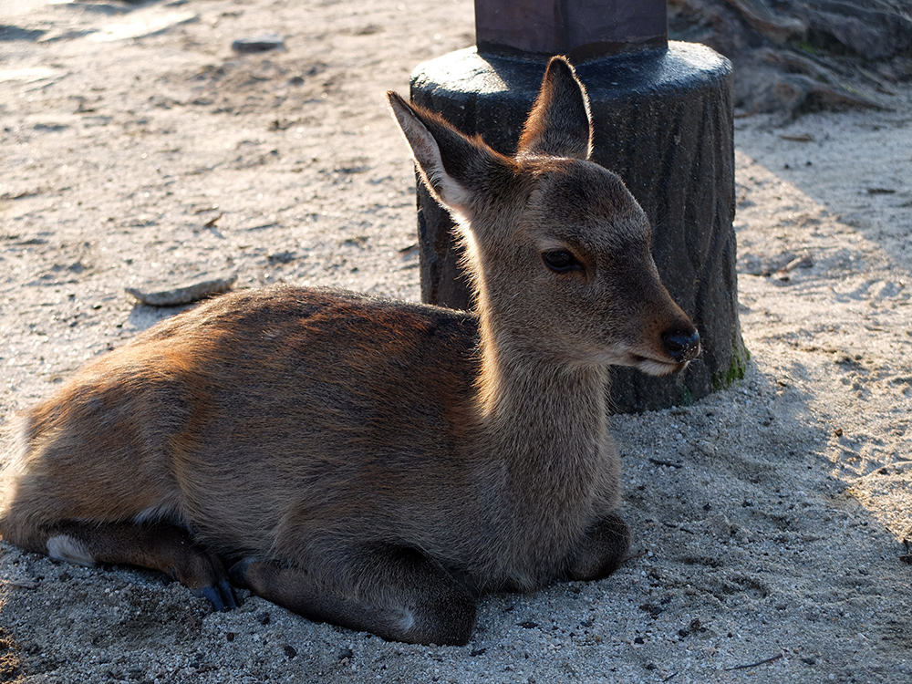 Biche à Miyajima
