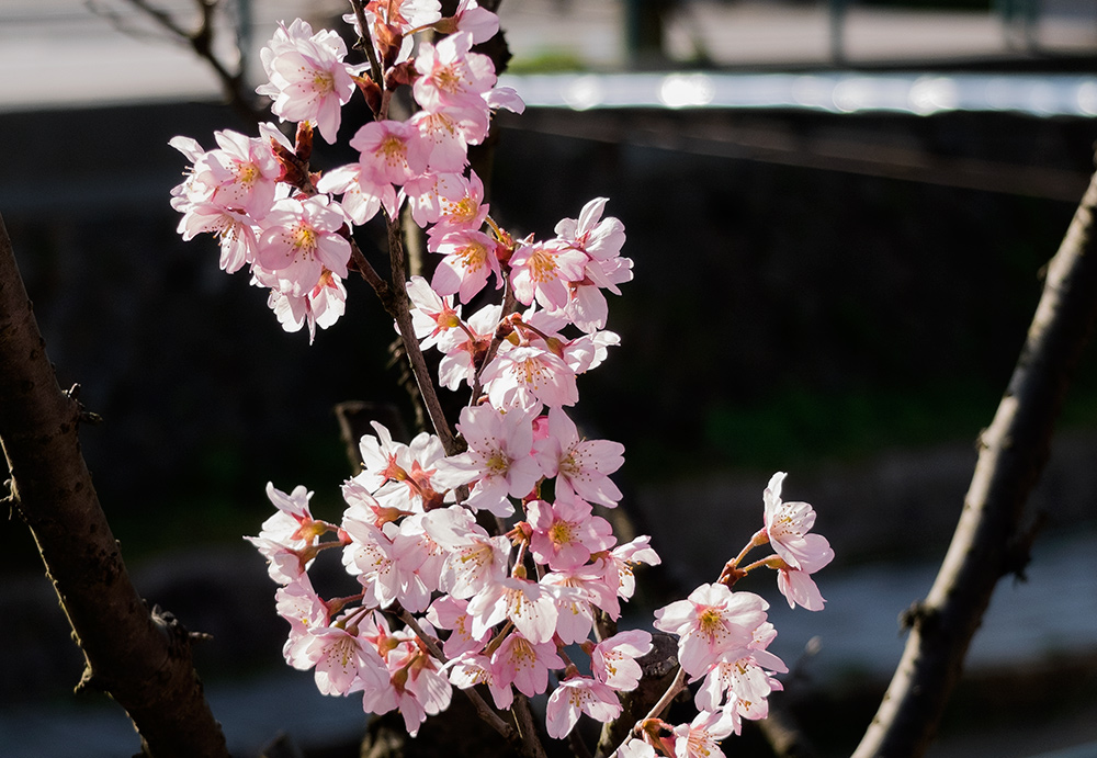sakura, fleurs de cerisier, Japon, jud-hiroshima.com