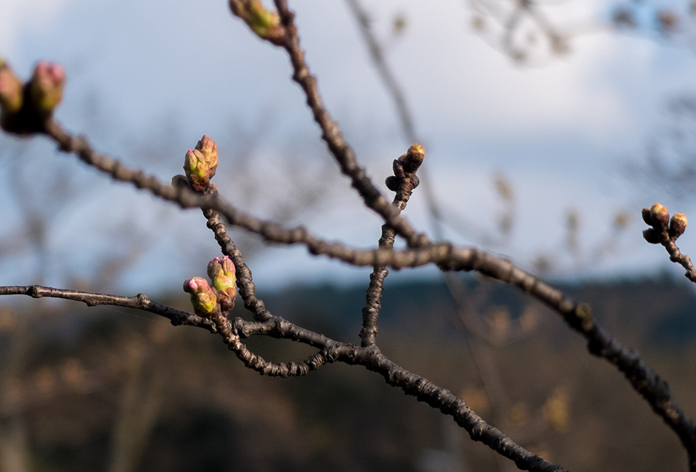 Bourgeons de sakura