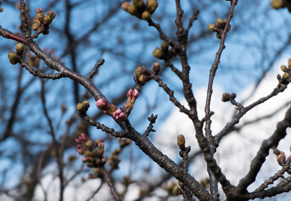 Bourgeons de sakura