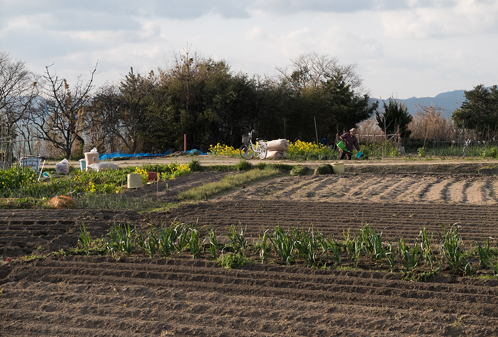 Champs, région agricole et rurale, préfecture de Shimane, Japon