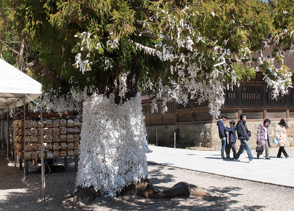 arbres recouverts d'omikuji, Izumo Taisha