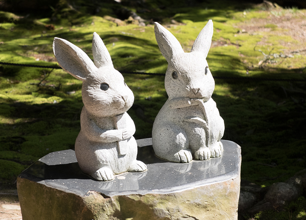 Lapins blancs, sanctuaire Izumo Taisha