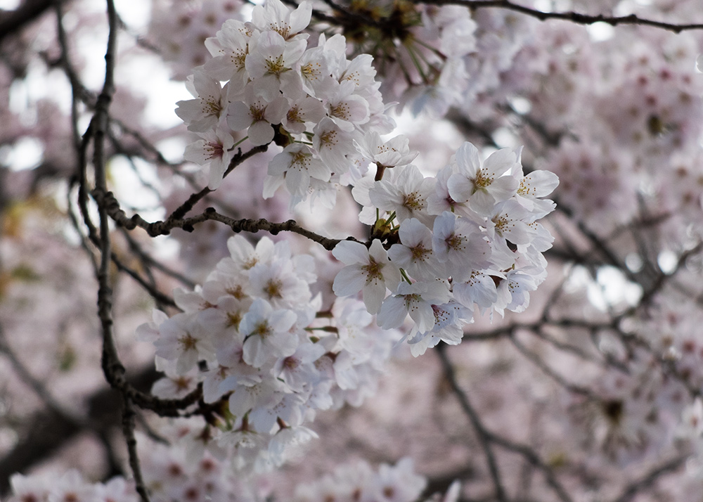 Gros plan cerisers en fleur, sakura, Japon