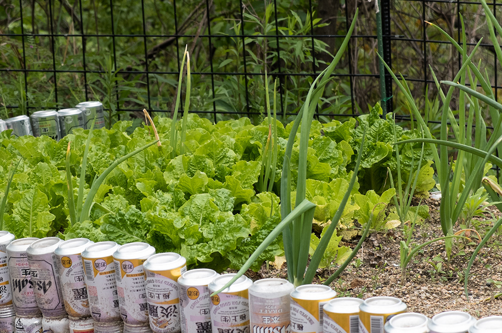 La laitue "sanchu" dans la jardin, qui servira plus tard pour le samgyeopsal