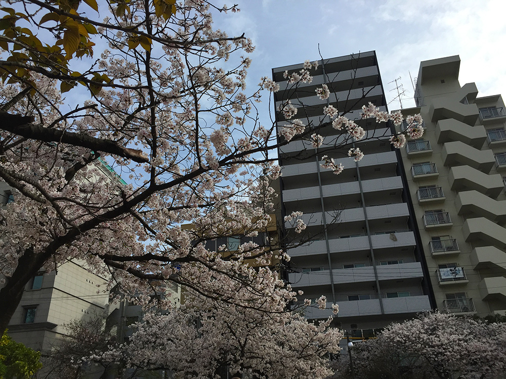 Sakura, cerisiers en fleur, Parc Fukuromachi, Hiroshima