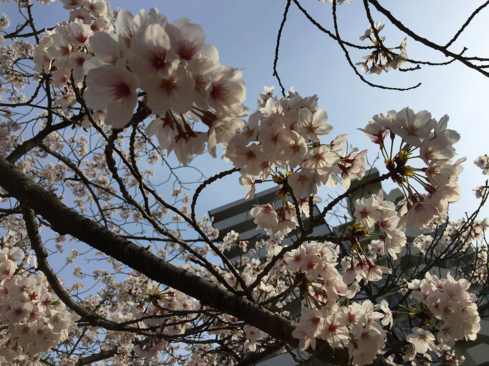 Sakura, cerisiers en fleur, Hanami, Parc Fukuromachi, Hiroshima