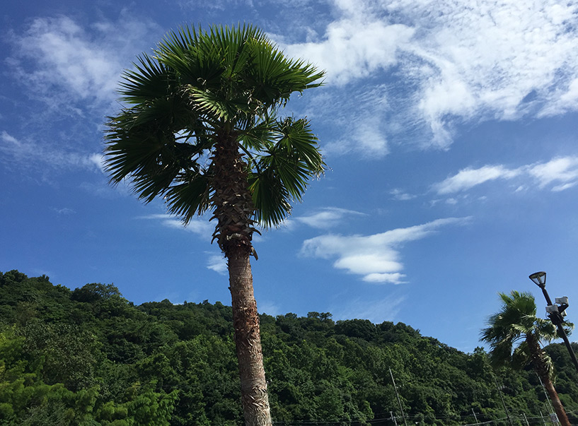 palimer Mizushiri plage Hiroshima