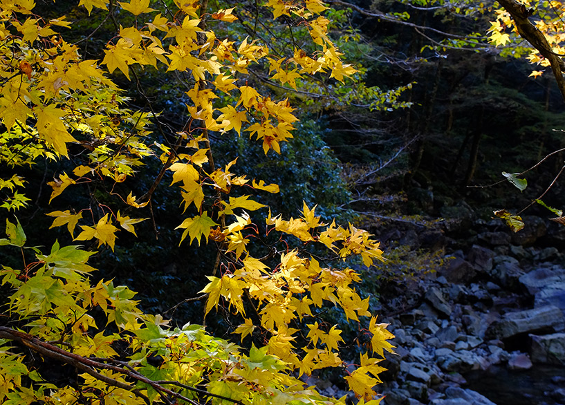 feuilles d'érable