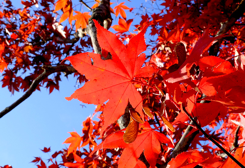 Feuilles d'érables rouges Japon Sandankyo