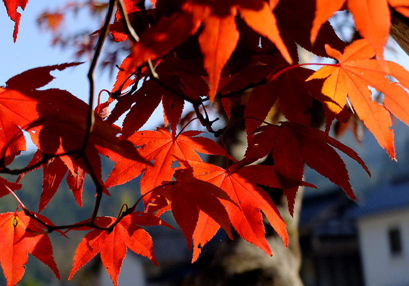 Feuilles d'érables rouges Japon Sandankyo