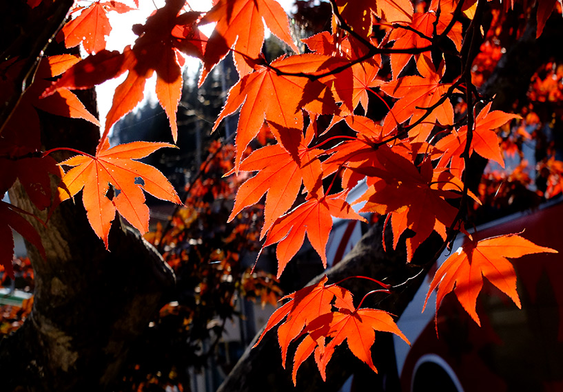 Feuilles d'érables rouges Japon Sandankyo