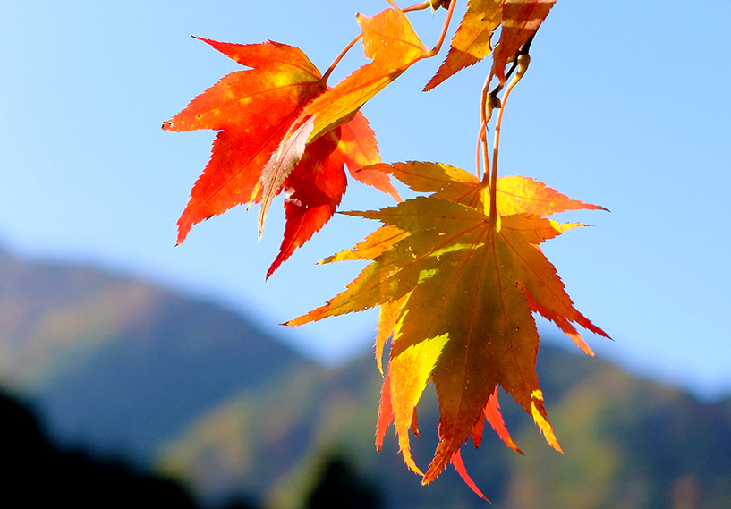 feuilles d'érable jaunes Sandankyo Japon