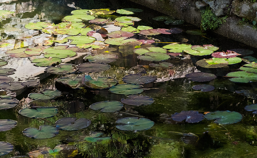bassin de nénuphars au temple Ruriko-ji Yamaguchi