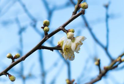 prunier en fleur Hiroshima