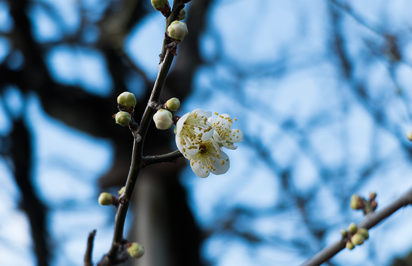 prunier en fleur Hiroshima
