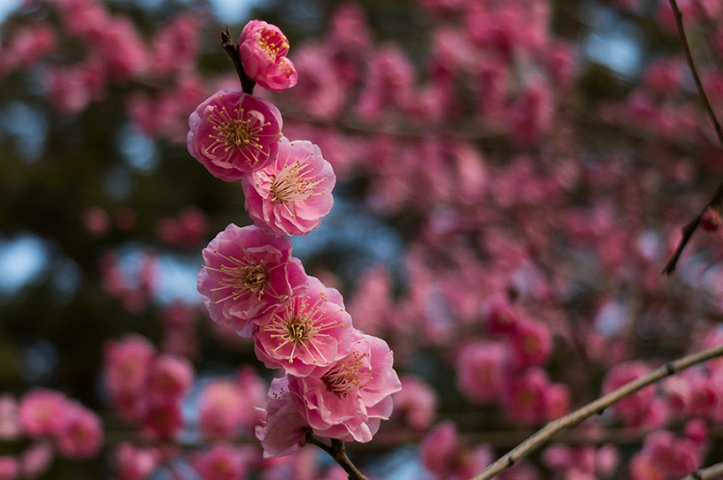 prunier rose en fleur, Hiroshima