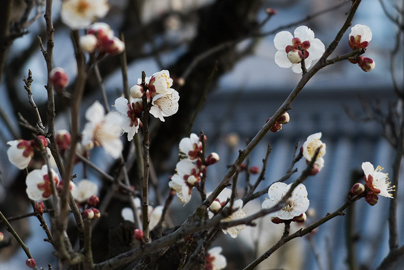pruniers blancs en fleur, Hiroshima