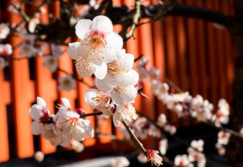Prunier en fleurs blanc, Hiroshima, Japon