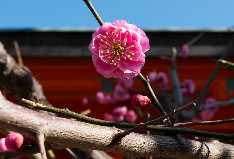 Prunier en fleur rose, Hiroshima, Japon