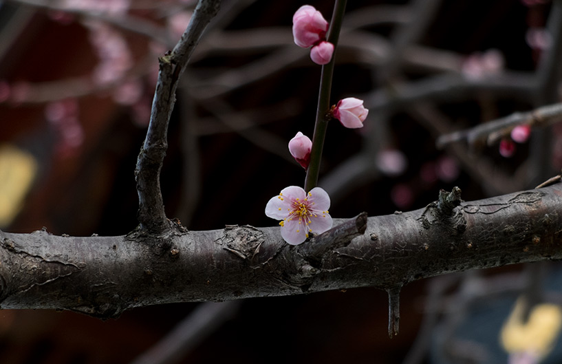 pruniers en fleur, Hiroshima, Japon