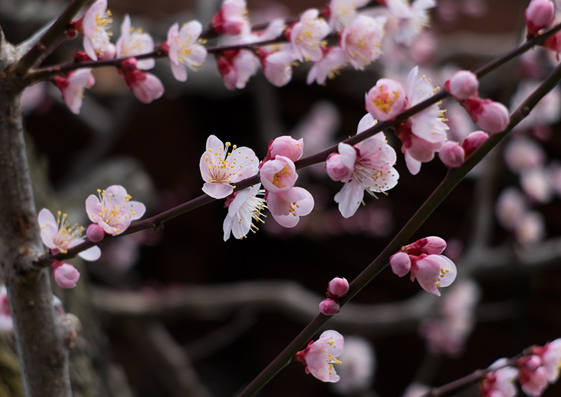 Prunier en fleur au temple Anraku-ji, Hiroshima, Japon
