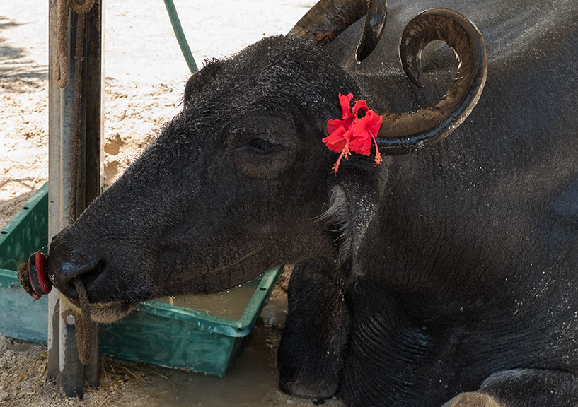Buffle d'eau suigyū avec une fleur d'hibiscus sur l'île de Taketomi-jima