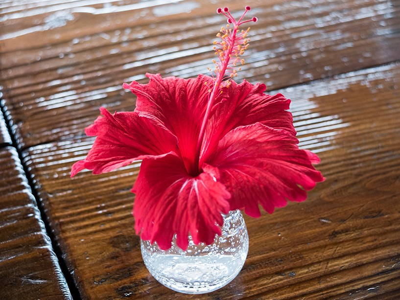 fleur d'hibiscus sur la terrasse de Funetchānu-ya ( ふねっちゃーぬ家 )