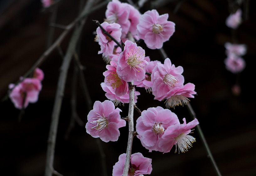 pêcher en fleur dans le temple Fudō-in