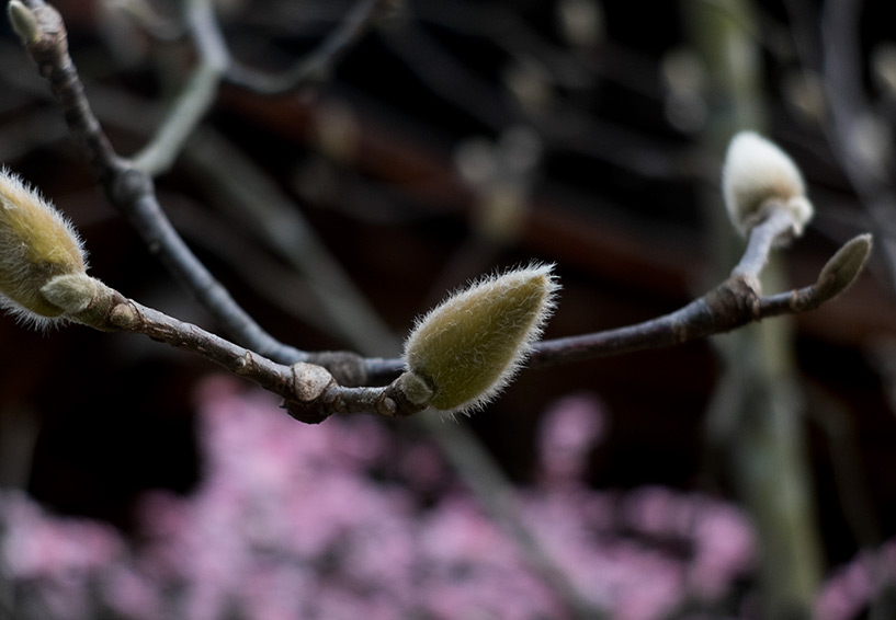bourgeons de magnolia dans le temple Fudō-in