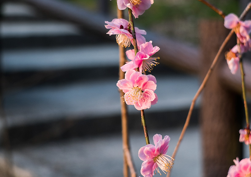 pêcher en fleur dans le temple Fudō-in