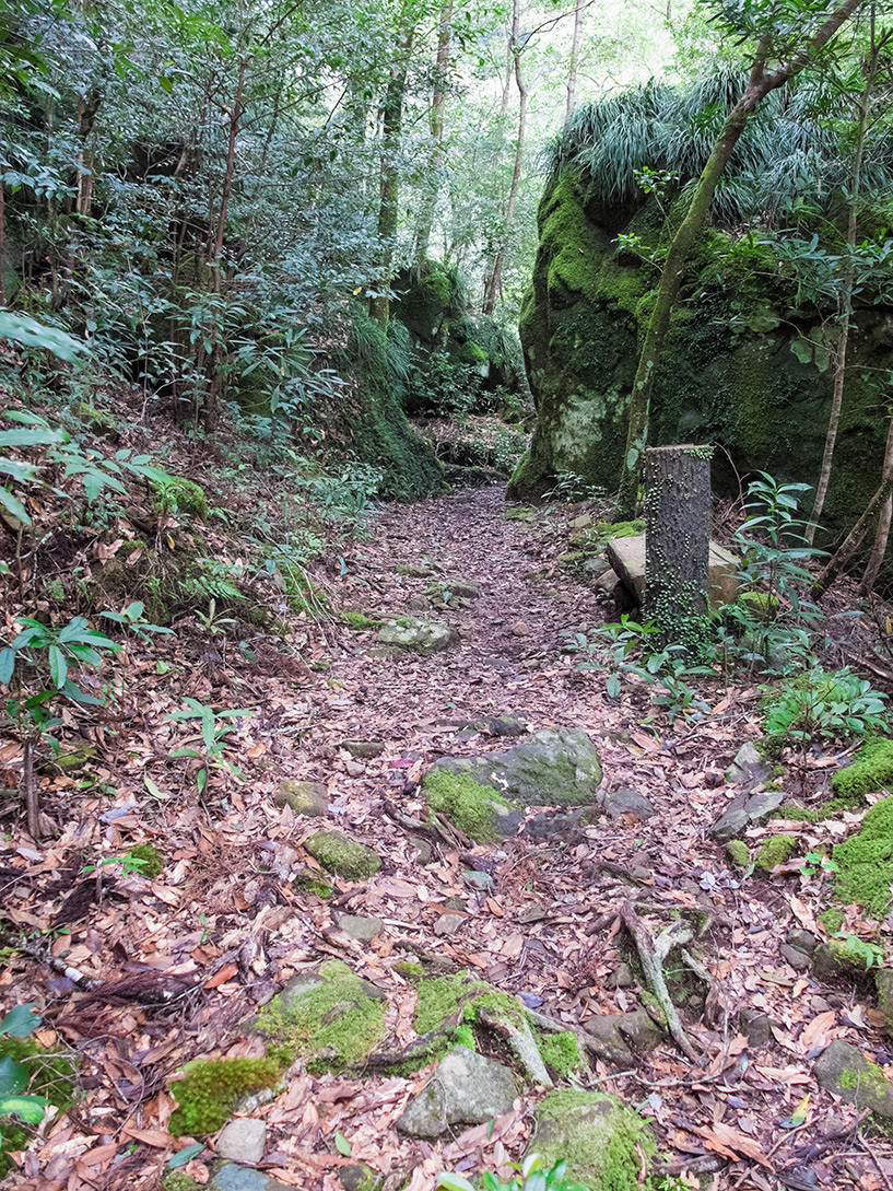 Forêt, Cascades de Todoroki, Tokushima