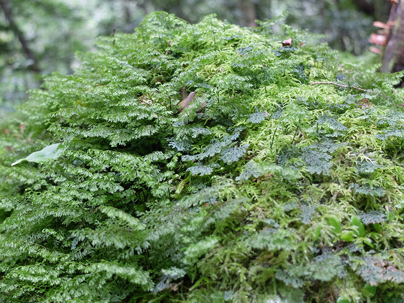 Mousse, Cascades de Todoroki, Tokushima