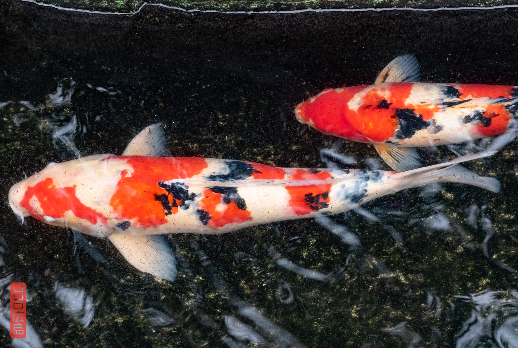 Les carpes de Kintaikyo