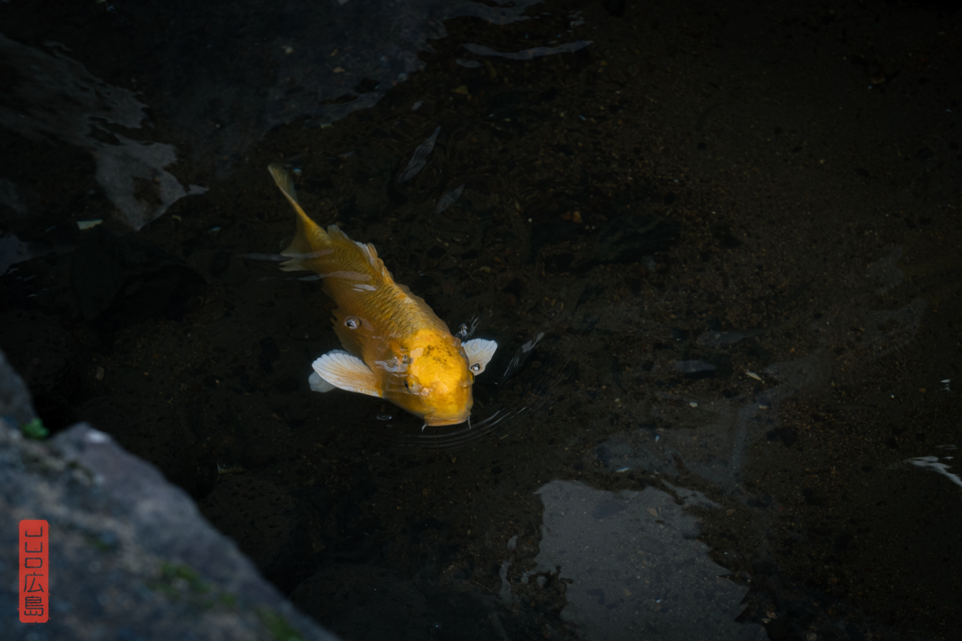 Carpe Koi nageant dans les canaux de Kurayoshi