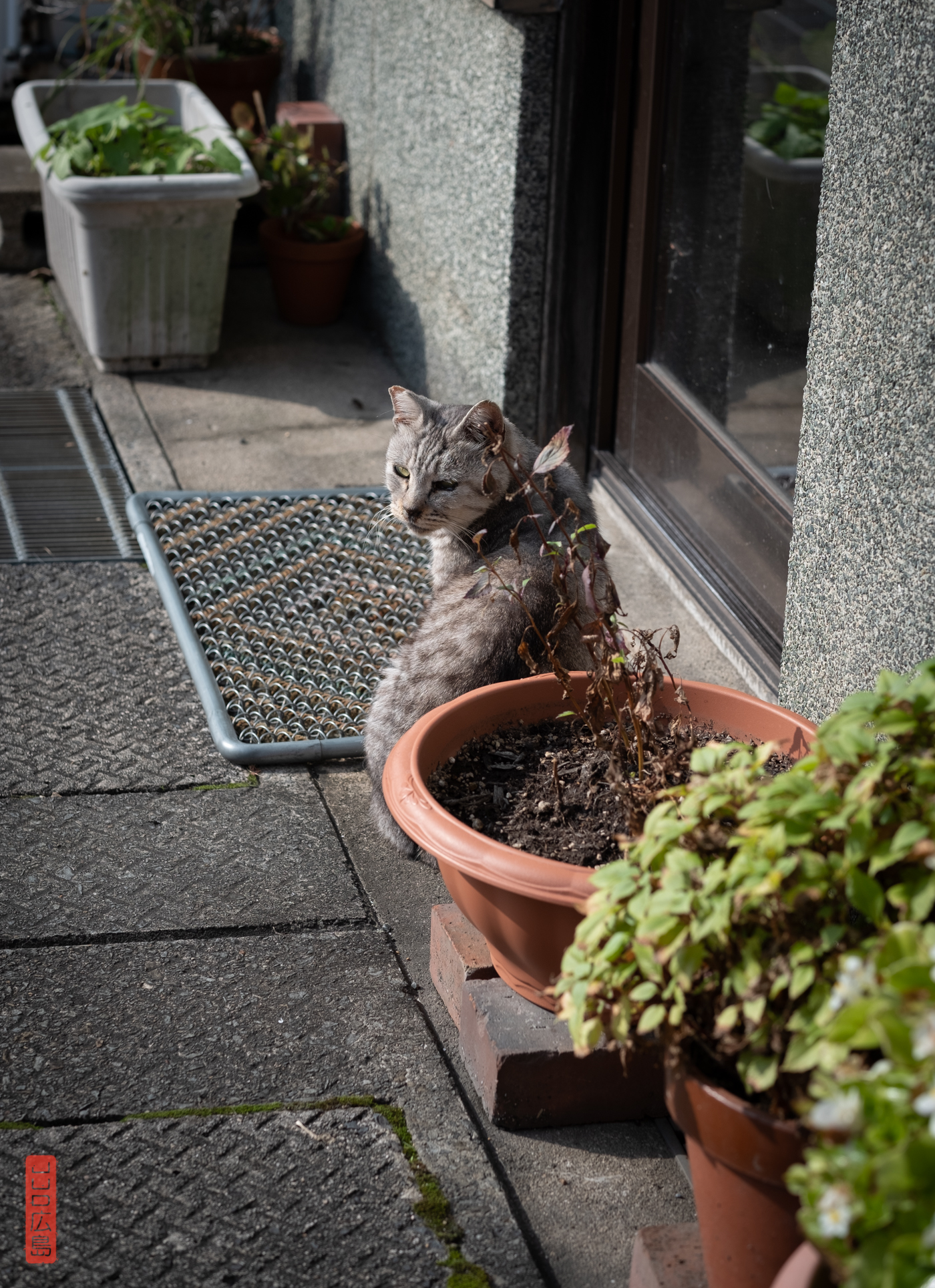 chat dans les ruelles de Kurayoshi