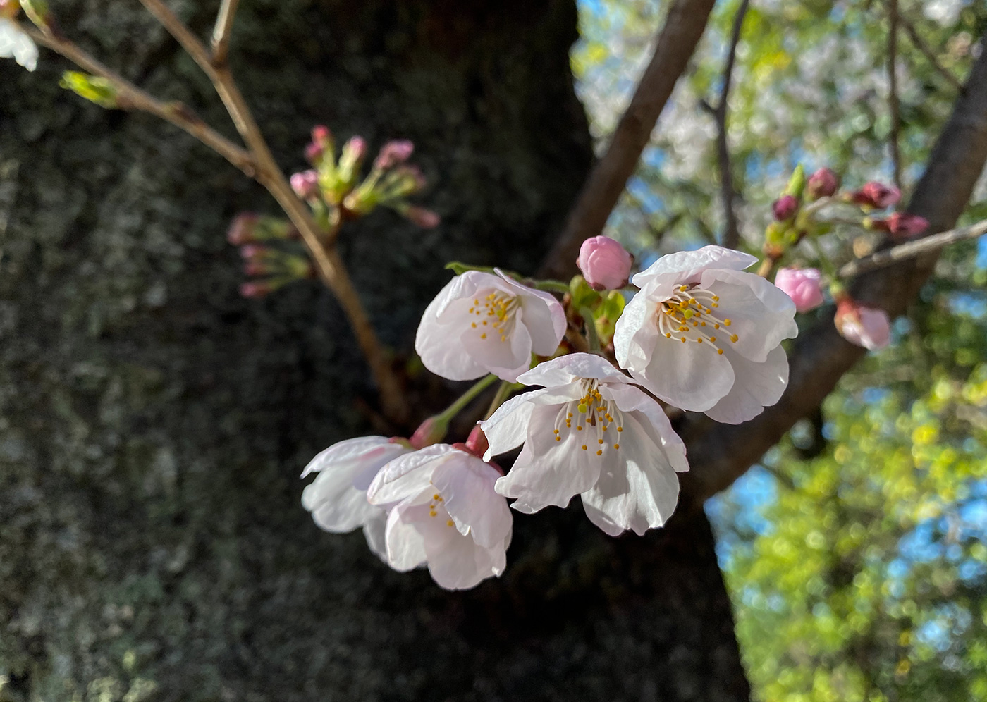Avril 2020, Hiroshima, Hanami, sakura