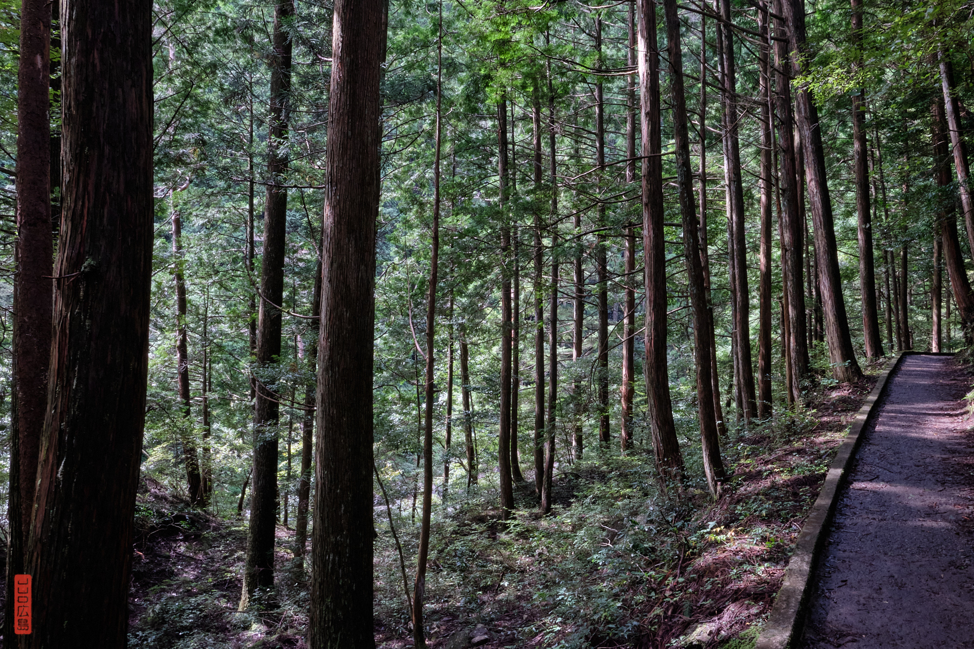 Sentier dans la forêt à Sandankyo, Hiroshima