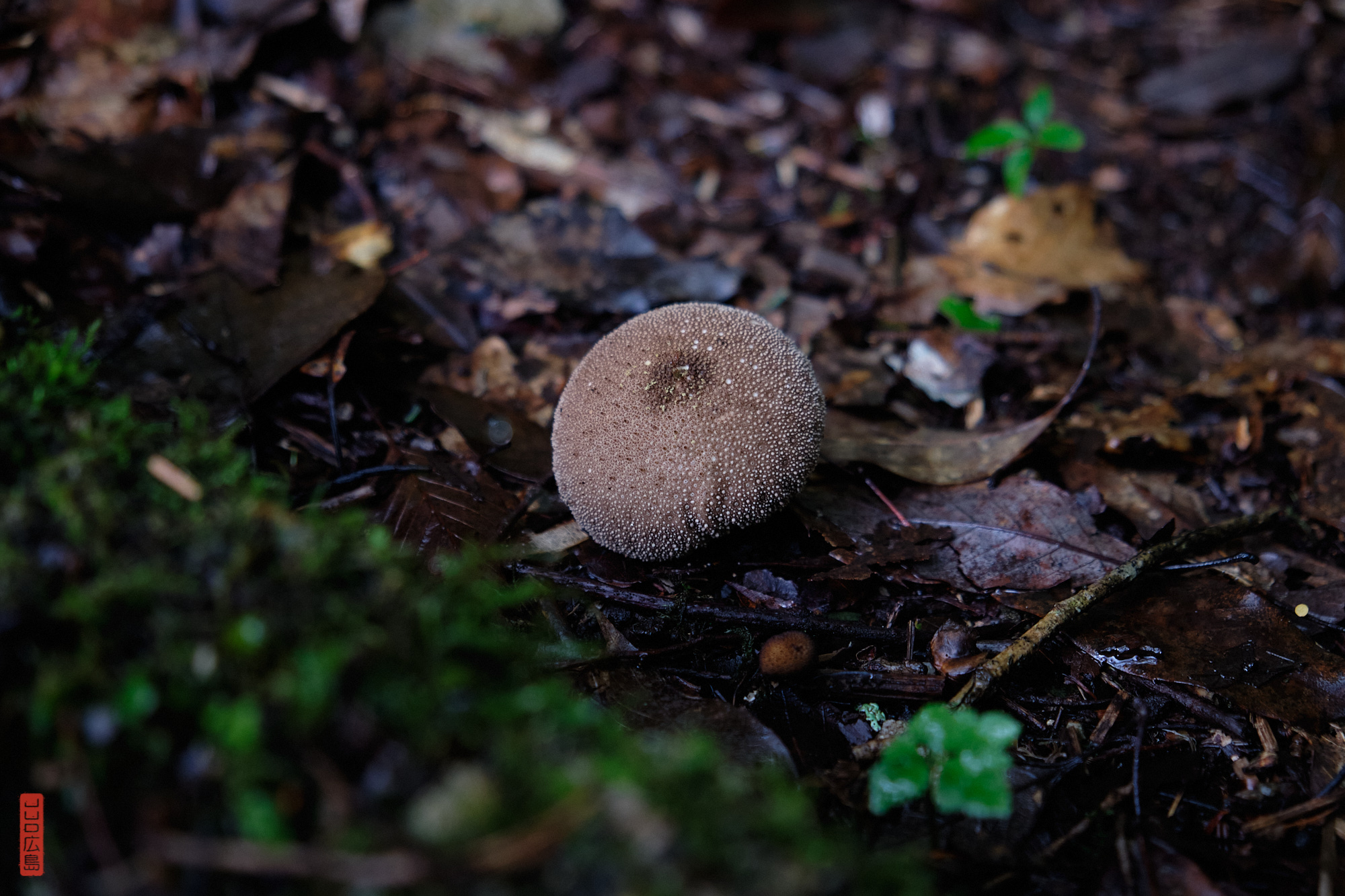 Sandankyo, champignons