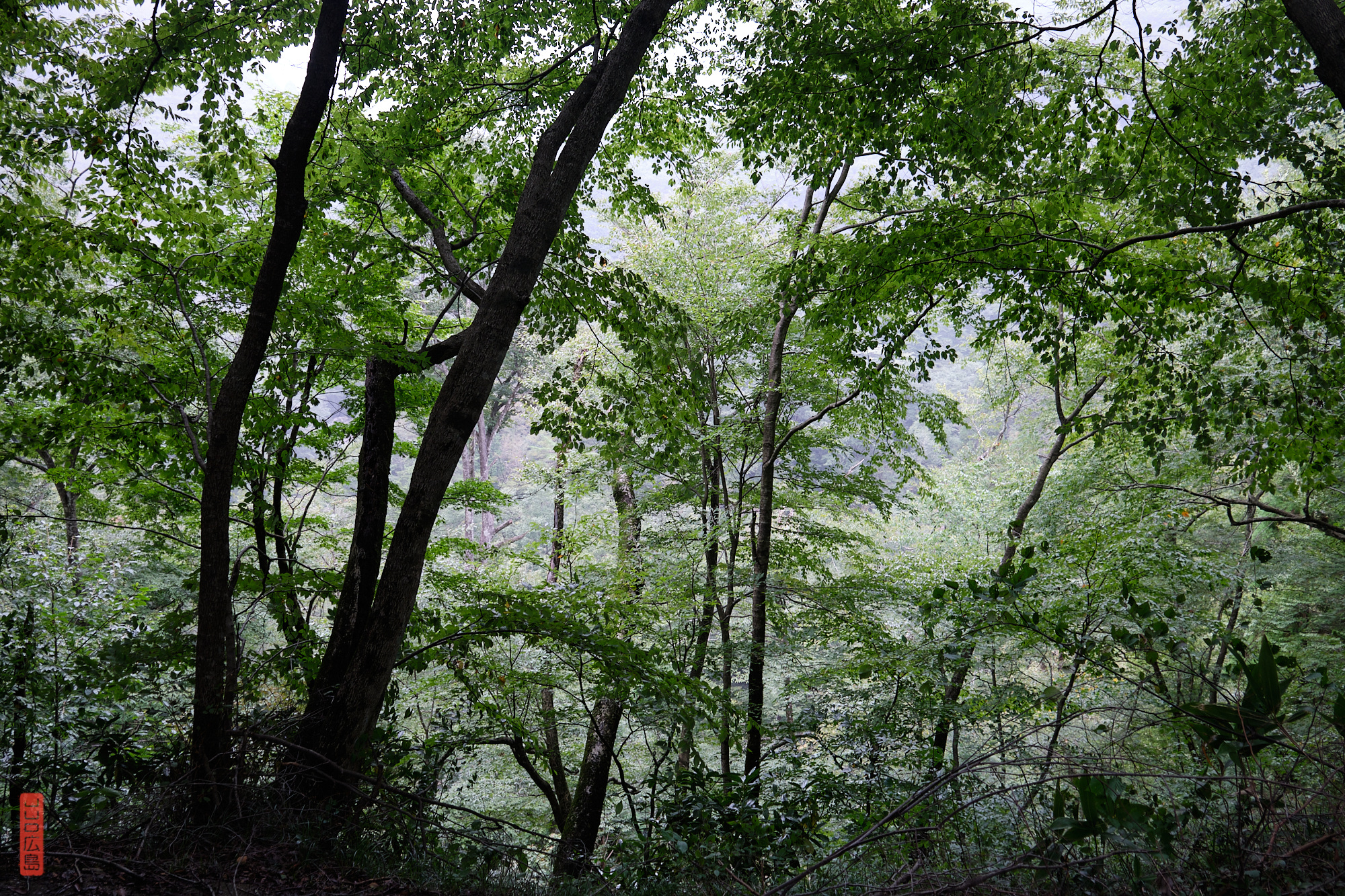 Sandankyo, sentier dans la forêt